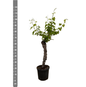 Grapevine (Vitis Vinifera Nera) - 130cm