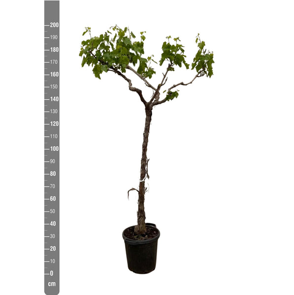 Grapevine (Vitis Vinifera Bianca) - 200cm