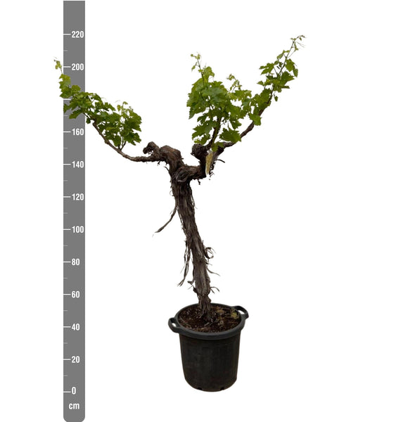 Grapevine (Vitis Vinifera Bianca) - 220cm