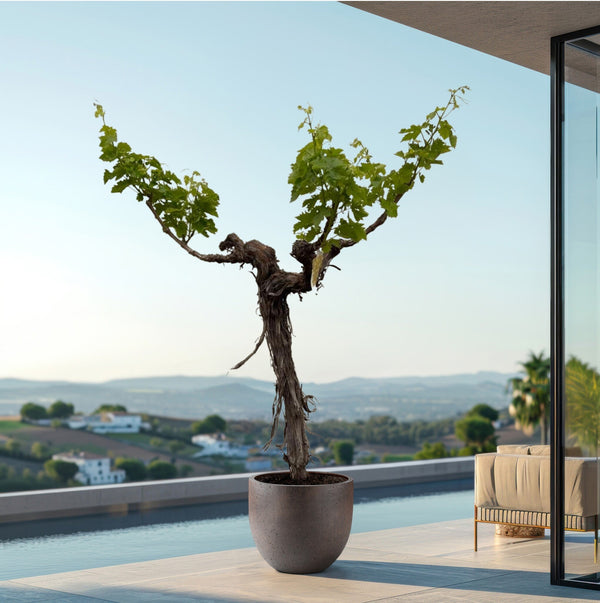 Weinrebe (Vitis Vinifera Bianca) - 200cm kopen bij Green Bubble