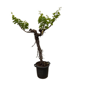 Grapevine (Vitis Vinifera Bianca) - 220cm