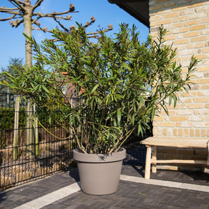 Nerium Oleander - 180cm