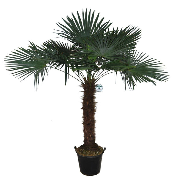 Trachycarpus Fortunei - 250cm