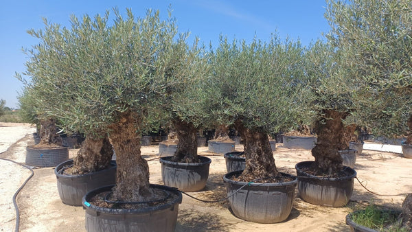 Olijfboom Olea Europaea Bonsai XXXXL - 300 cm