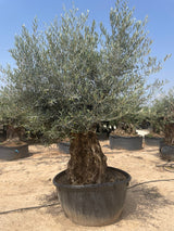 Product afbeelding 3
