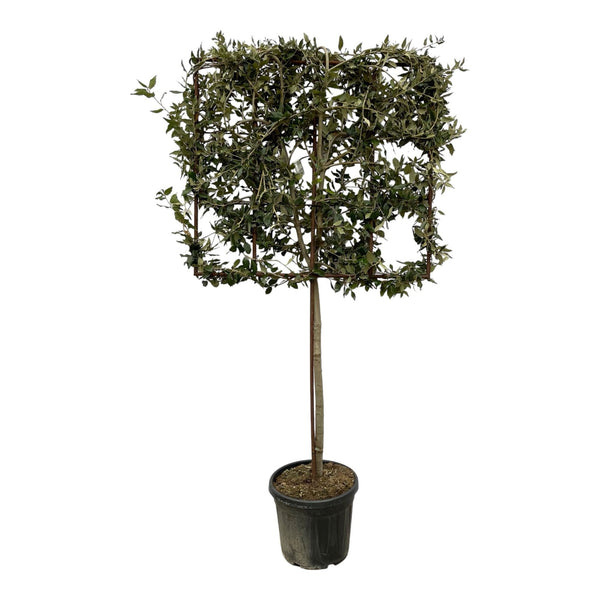 Combideal - 2 x Quercus ilex on rack - 225cm