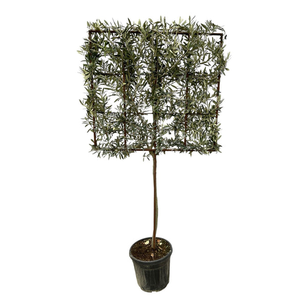 Olive tree Olea Europaea on rack - 225cm