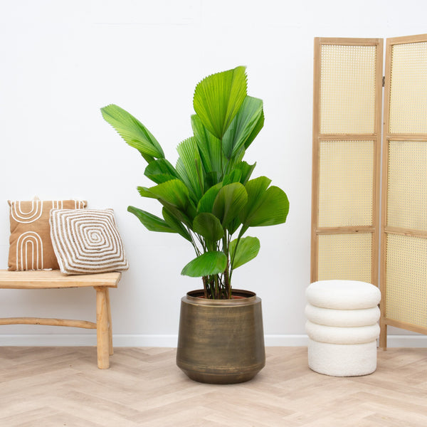 Verrijk je huis met deze 12 prachtige KAMERPALMEN 9 Licuala grandis