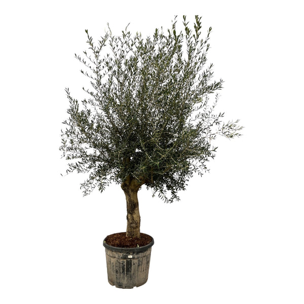 Olive tree Olea Europaea Lorc - 260cm / stem circumference 30-40cm