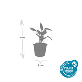 Product afbeelding 3