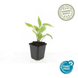 Product afbeelding 6