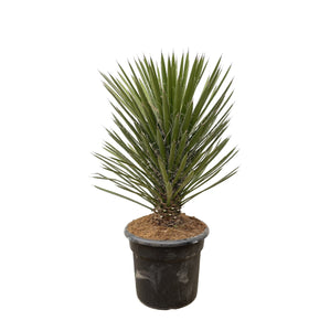 Yucca Filifera Australis - 100cm