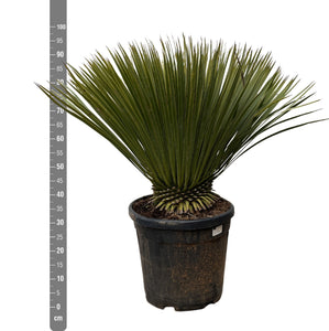 Yucca Rostrata - 80cm