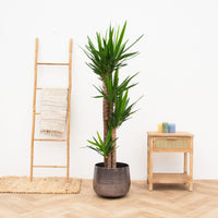 Yucca Elephantipes 4 tiges - 180cm
