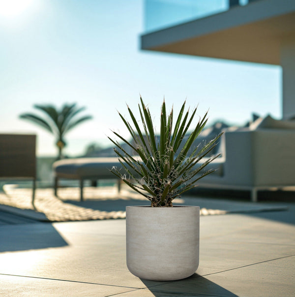 Yucca Filifera - 80cm kopen bij Green Bubble