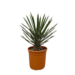 Yucca Filifera - 70 cm