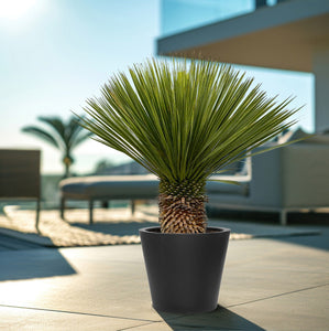 Combi deal - Yucca Rostrata on stem including Bucket - 120 cm