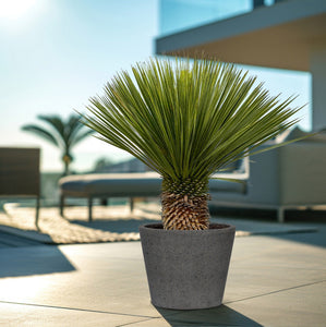 Combi deal - Yucca Rostrata on stem including Bucket - 120 cm