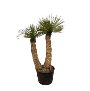 Yucca Rostrata Hidra - 200 cm