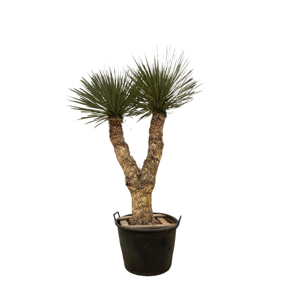 Yucca Rostrata Hidra - 200 cm