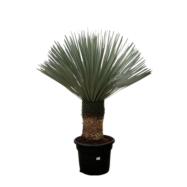 Yucca Rostrata - 140 cm