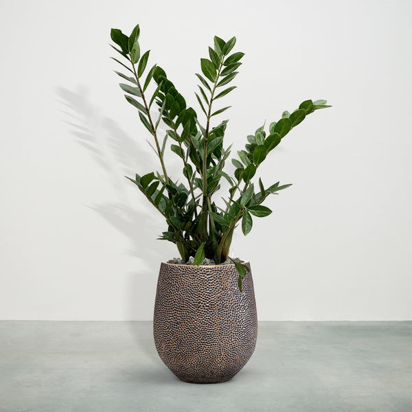 Combideal - Zamioculcas including self-watering pot Mason Gold S - 130cm